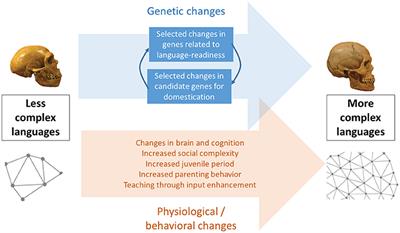 The Emergence of Modern Languages: Has Human Self-Domestication Optimized Language Transmission?